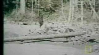 Bigfoot movie from 1968 [upl. by Gilboa]