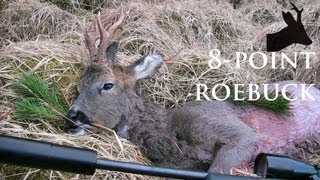 Hunting 8point roebuck in Scotland RoeStalker [upl. by Nyrhtakyram]