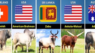 Cattle Breeds From Different Countries  Bull From Different Countries [upl. by Lehcir]