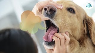 REMÉDIOS caseiros para o MAU HÁLITO em CÃES e CACHORROS [upl. by Ahsikrats]