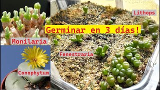 Germinación de Suculentas Africanas 🌵 Monilaria Lithops Fenestraria Lapidaria Conophytum etc [upl. by Accalia]