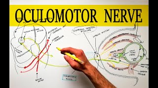 Oculomotor Nerve  Anatomy Tutorial  Made easy [upl. by Dodds]