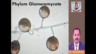 Phylum Glomeromycota  Classification of Fungi for BS and MS students by DrZahid Malik [upl. by Wadesworth]