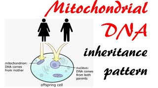 Mitochondrial DNA inheritance pattern [upl. by Reginauld]