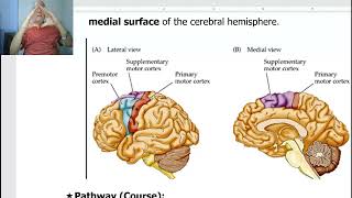 Anatomy of CNS Module in Arabic 2024 Pyramidal tract by Dr Wahdan [upl. by Jaenicke309]