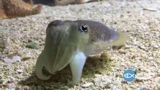 Cute Cuttlefish [upl. by Audry180]