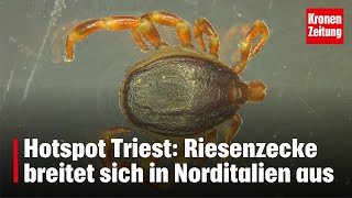 Riesenzecke breitet sich in Norditalien aus  kronetv NEWS [upl. by Warram60]