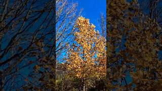 Tulip tree in Autumn contrastcolor [upl. by Jocelyne]