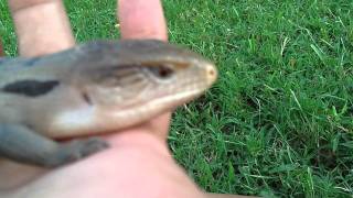 Irian Jaya Blue Tongue Skink Baby [upl. by Valera814]