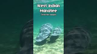 🐬 West Indian Manatee cow with her baby 🐬manatee wildlife marinelife animals [upl. by Engle901]