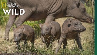 Extremely Rare Pig Births Even Rarer Triplets  Nat Geo Wild [upl. by Sucramel]