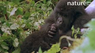 Eastern mountain gorilla female grooming infant and pulling them in for a hug [upl. by Tallula]