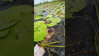 Very nice view  A Crab in Beautiful of lake view freshnature flooded crabs lakeview [upl. by Jazmin887]