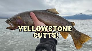 Henry’s Lake Fly Fishing cutthroat [upl. by Ettenim]