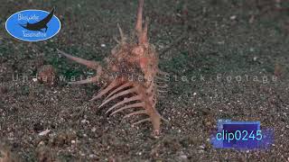 0245Murex shell attacking snail 4K Underwater Royalty Free Stock Footage [upl. by Groscr856]