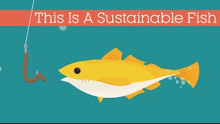 This Is A Sustainable Fish [upl. by Anilehcim]