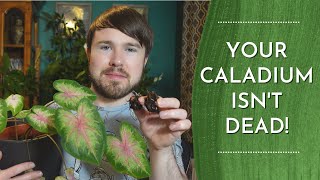 Caladium Winter Care  Prepare Bulbs for Dormancy [upl. by Sarine]