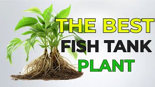 POTHOS GUIDE for HEALTHY FISH TANK [upl. by Sterrett]