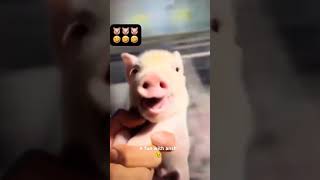 Dukkar 😅 pig FunWithAnsh  comedy Viral Funny 😅😅 [upl. by Hsilgne321]