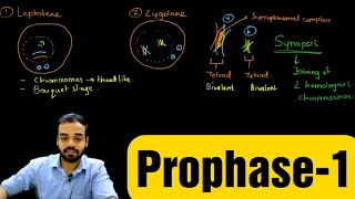 Class 11th  Meiosisl – Prophasel  Cell Cycle and Cell Division  Tutorials Point [upl. by Yantruoc]