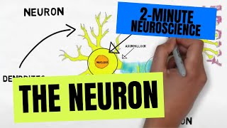 2Minute Neuroscience The Neuron [upl. by Kaleena389]