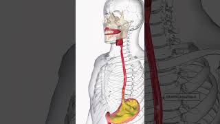 Acid Reflux  Modern Medicine shorts health [upl. by Rawley]