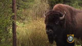 Wyoming Wild Bison [upl. by Beffrey]