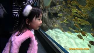 Lotte World Aquarium  bobaepapa [upl. by Shimkus]