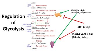 Regulation of Glycolysis  allosteric and transcriptional control [upl. by Ahsuat]