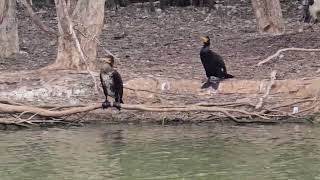 Great Cormorant bird Australia [upl. by Batruk39]