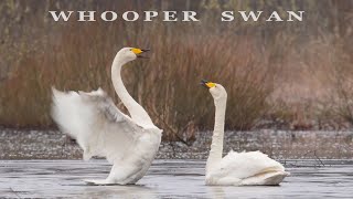 WHOOPER SWAN bird dance and call birds sounds [upl. by Henriha]