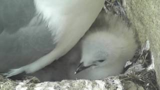 Baltic Kittiwakes 720 [upl. by Eyot]