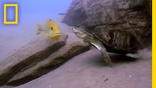 Cichlid Parents vs Terrapin  National Geographic [upl. by Lek744]