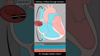 Pathway of Blood Through the Heart  Amoeba Sisters Shorts biology circulatorysystem [upl. by Cartie]