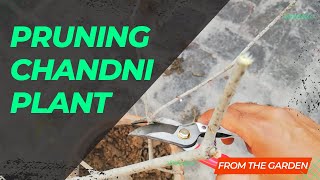 How To Prune Chandni Plant  Crape JasminePinwheel Flower Pruning  From The Garden [upl. by Burt434]