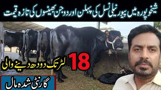 Buffalo 🐃 kai fresh Demand in Sheikhupura  Today Sheikhupura Cattle Mandi [upl. by Towrey]