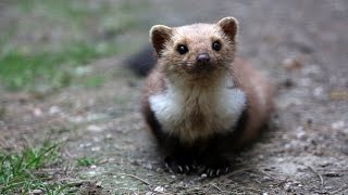 The Stone Beech Marten [upl. by Acined]