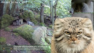 Pallass cats at Nordens Ark  live [upl. by Kellyann]