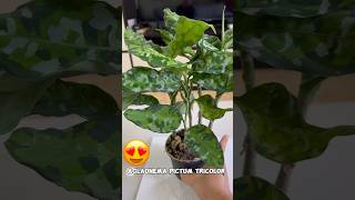 Excited ako sa aking new plant  Aglaonema Pictum Tricolor  Camouflage Plant Rare Plants shorts [upl. by Melitta540]