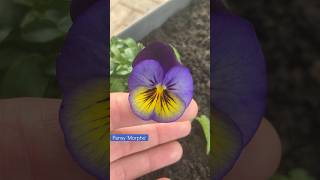 Winterflowering Pansies and Violas have started appearing in garden centres [upl. by Ahseina363]