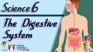 Grade 6  The Digestive System  SCIENCE 6 [upl. by Selec]