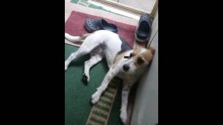 Epilepsy focal seizure in a Jack Russel male [upl. by Kalie619]