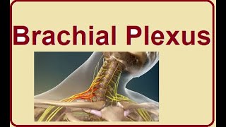 Brachial Plexus structure and functions  2024 [upl. by Viveca]