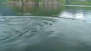 Killer whales attacking seal close to boat [upl. by Yrem966]