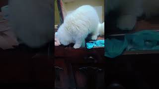 Sonu cat cuteanimal catlife catlover kitten playfulkitties play cats kittyantics feline [upl. by Benedetta]