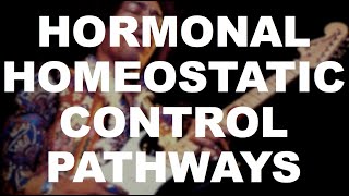 Hormonal Homeostatic Control Pathways [upl. by Avirt]