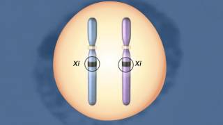 X Chromosomes Inactivation HD Animation [upl. by Mloclam757]