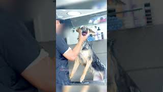 German Shepherd Gets First Grooming dog [upl. by Ecirtam585]