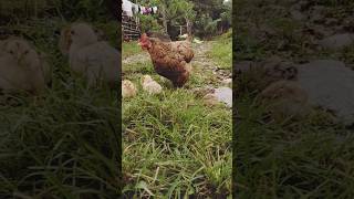 Local chickenBest village life bhutan india nature nepal [upl. by Sirama]