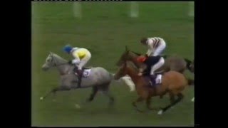 1981 Scilly Isles Novices Chase [upl. by Cresida738]